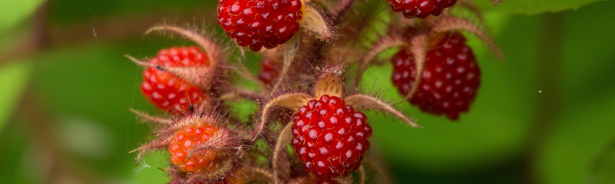 Framboises La Noirette à Marion